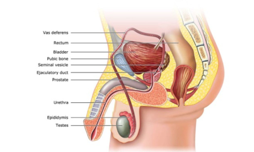 Prostate Diseases